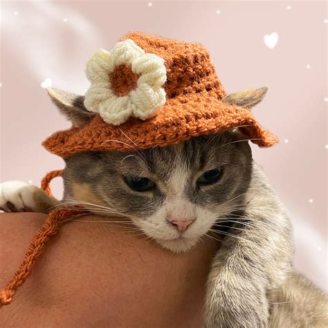Hat-Wearing as Self-Expression: How Cfocet Cats Use Hats to Showcase Their Personalities